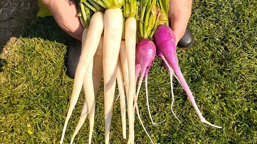 radishes from our backyard garden