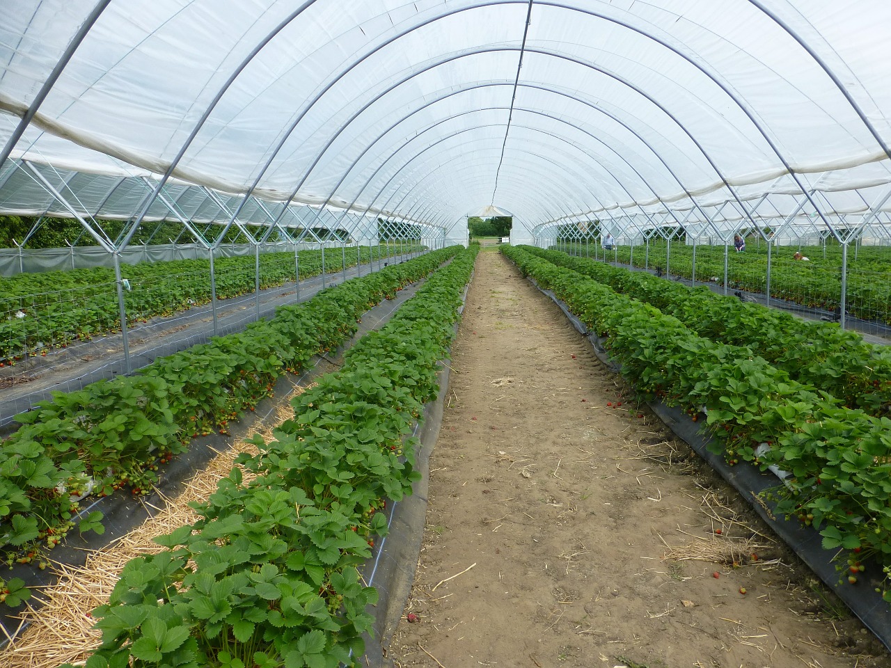 What Is The Purpose Of A Hoophouse On A Market Farm?