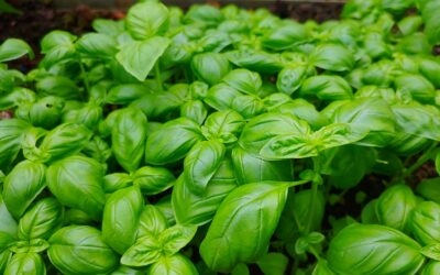 Why You Should Grow Basil On Your Market Garden