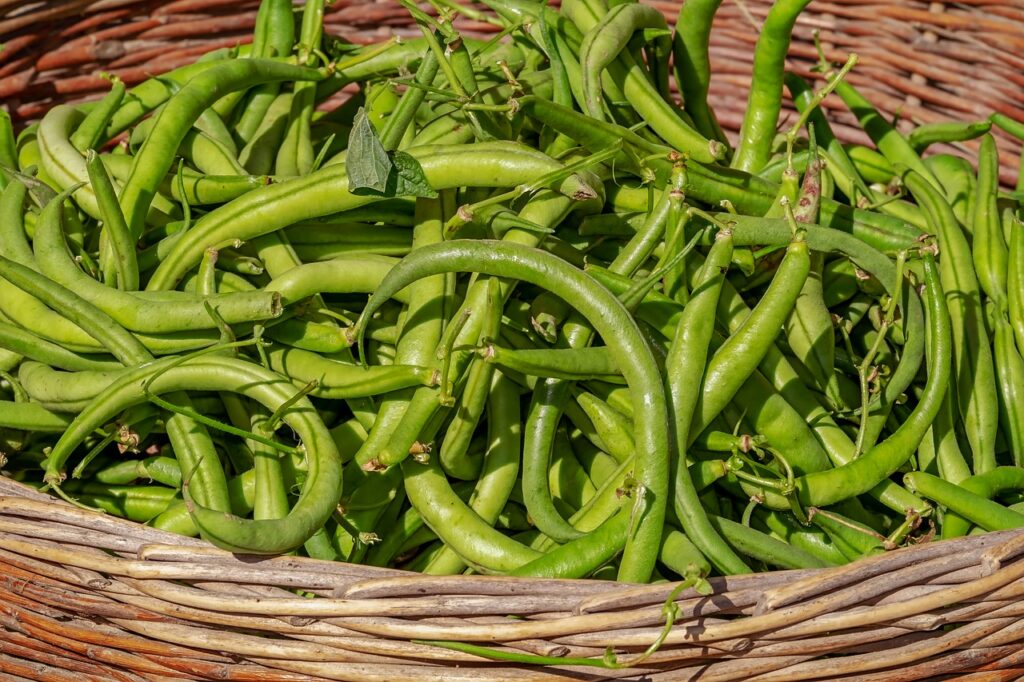 cultivated beans