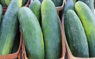 How To Grow Cucumbers For Profit On Your Market Farm