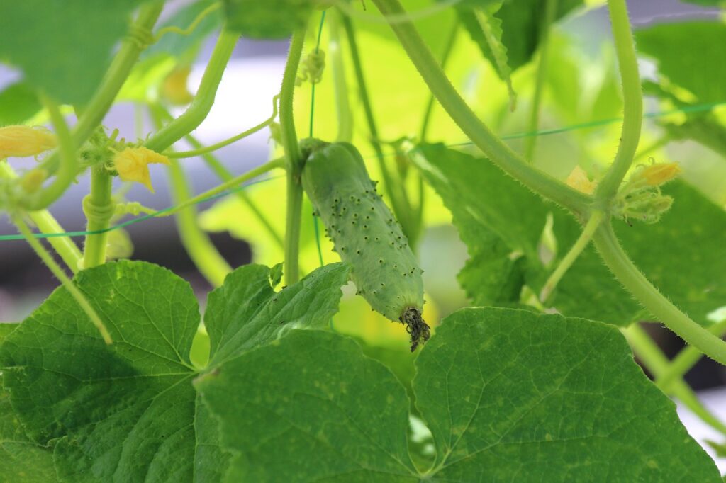 young cucumber