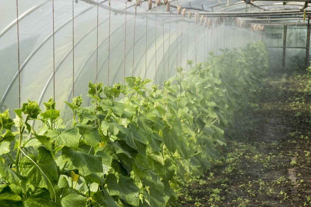 hoophouse cucumbers