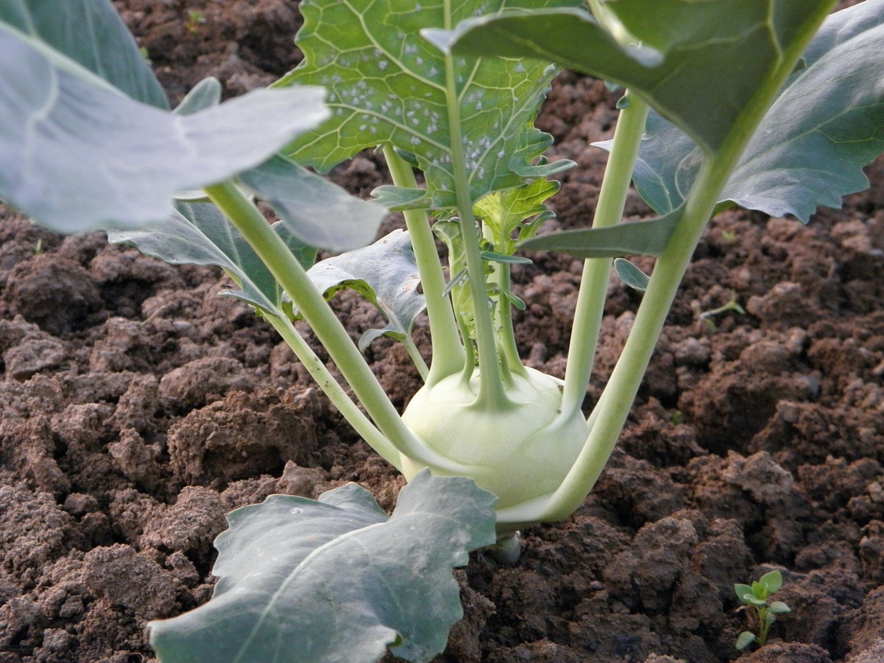 Kohlrabi: How To Grow This Weird Looking Vegetable