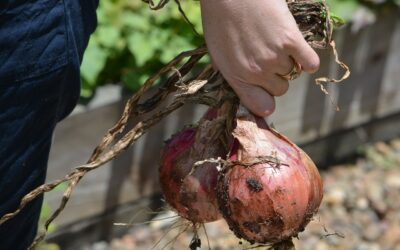 How To Tearlessly Grow Onions On Your Market Farm