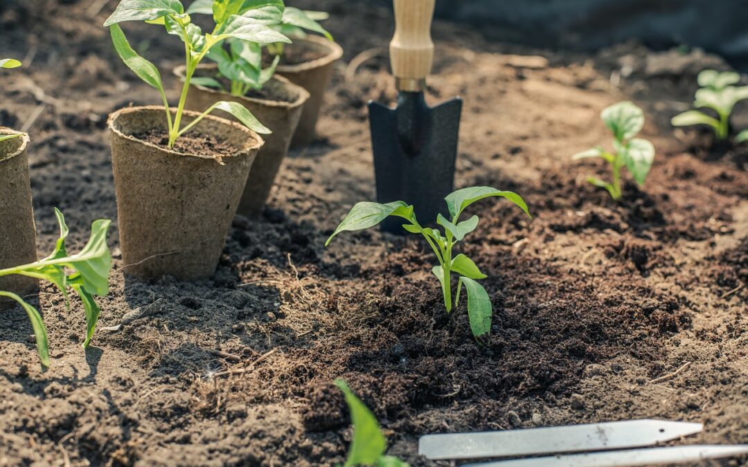 Valuable Vegetable Transplanting Tips For Your Market Farm