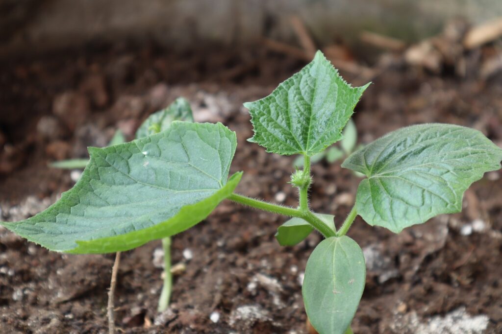 new cucumbers