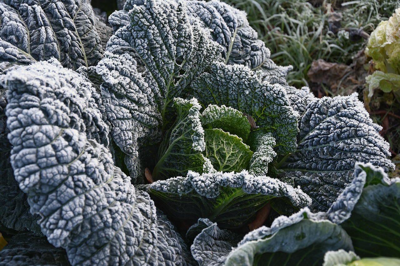 frosty kale