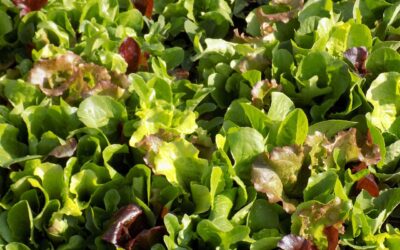 Mesclun Mix: How To Grow These Popular And Profitable Greens