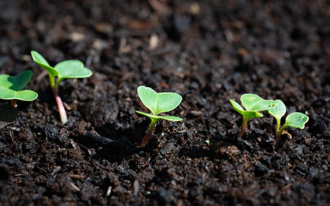 How To Grow Profitable Microgreens OUTDOORS On Your Market Farm