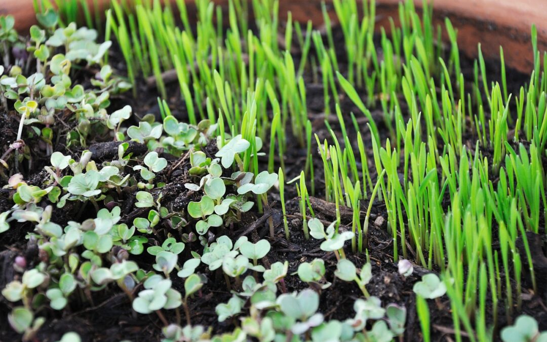 How To Grow Profitable Microgreens INDOORS On Your Market Farm