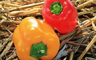 How To Harvest Peppers Early For Maximum Profit