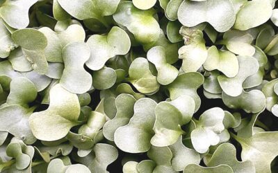 How To Use Microgreens At Home